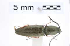 Foto (Dorsalansicht) von Acteniceromorphus kurofunei (Miwa, 1934) (NHMW-ZOO-COL-0008304)